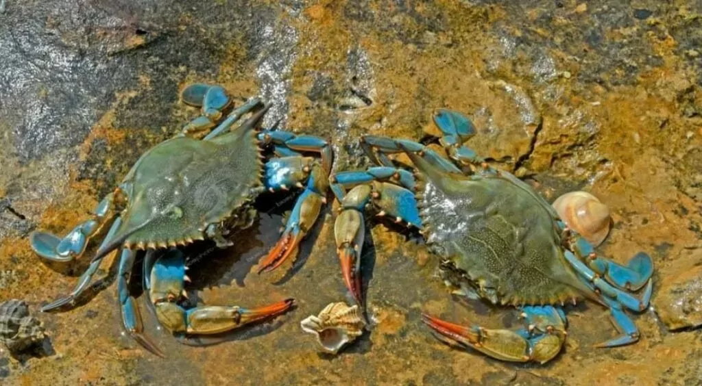 Крабы Крабы